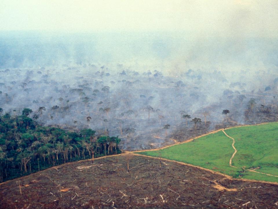 brazil amazon fire deforestation