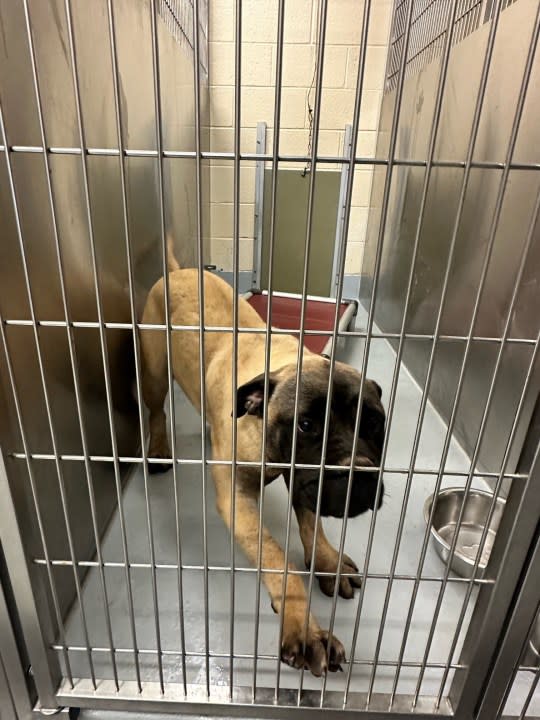 Three dogs including this mastiff were involved in the attack (Credit: Cabarrus County Animal Care)