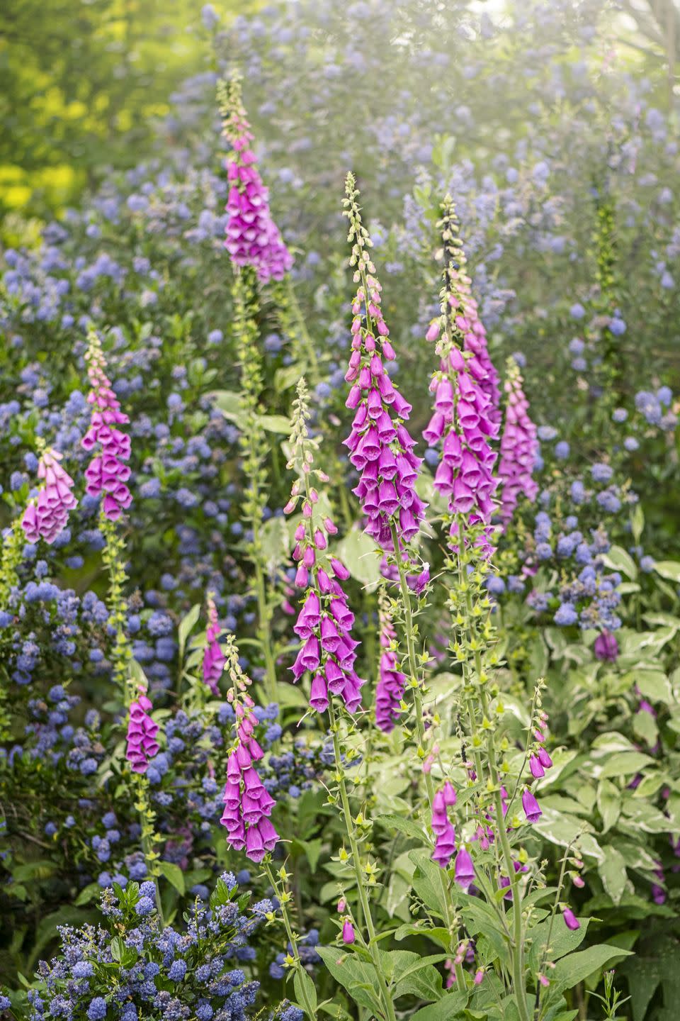 summer flowers like foxglove