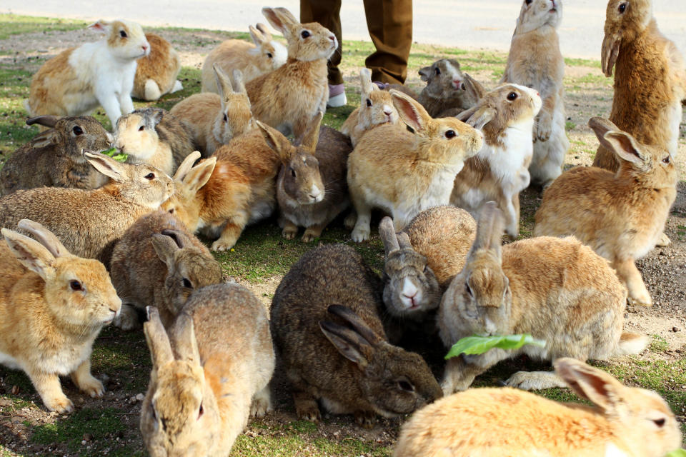 Lovely rabbits. Okunoshima Island in Hiroshima Prefecture in Japan is famous as Rabbit Island.