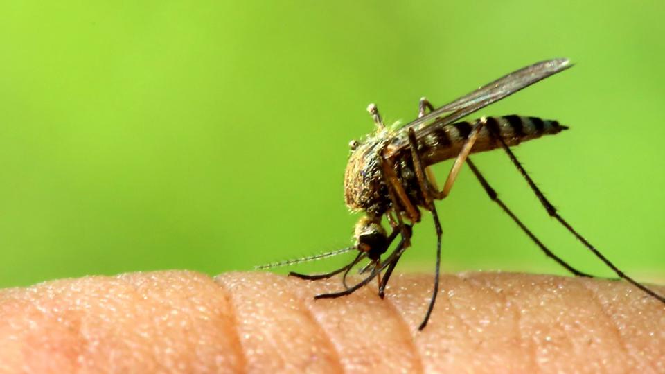 Mosquito on Skin