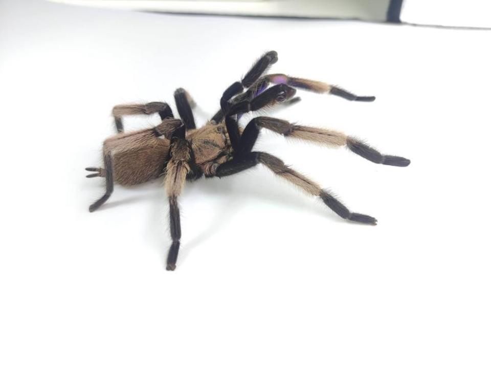 Tarantula biru elektrik adalah spesies yang baru ditemukan di Thailand selatan.  (Kredit: Naren Chomphovang)