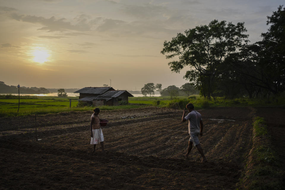 A couple cultivate ground nuts in a bank of a water reservoir in Mahadamana village in Dimbulagala about 200 kilometres north east of Colombo, Sri Lanka, Sunday, Dec. 11, 2022. Due to Sri Lanka's current economic crisis families across the nation have been forced to cut back on food and other vital items because of shortages of money and high inflation. Many families say that they can barely manage one or two meals a day. (AP Photo/Eranga Jayawardena)