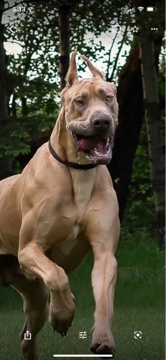 Photo of a happy dog running on grass with trees in the background