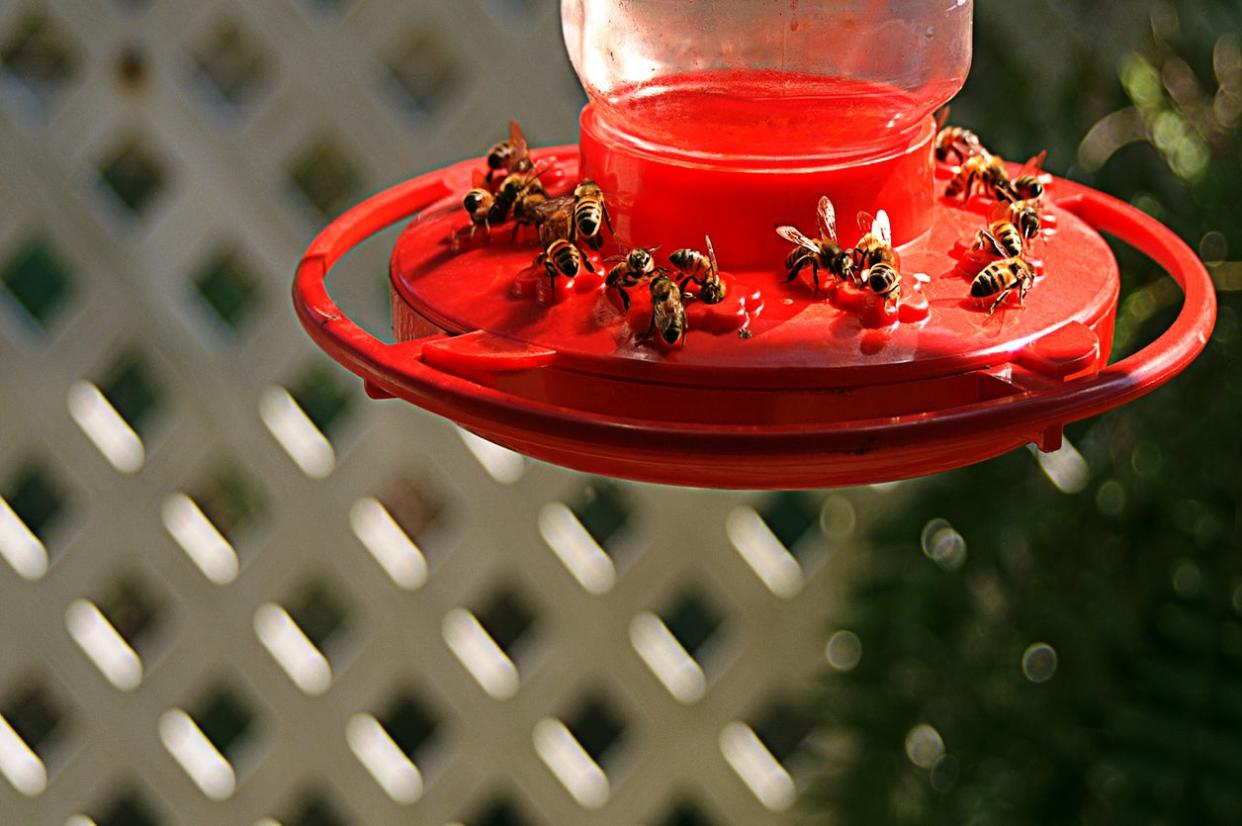 Honey Bees Feeding  On A Hummingbird Feeder