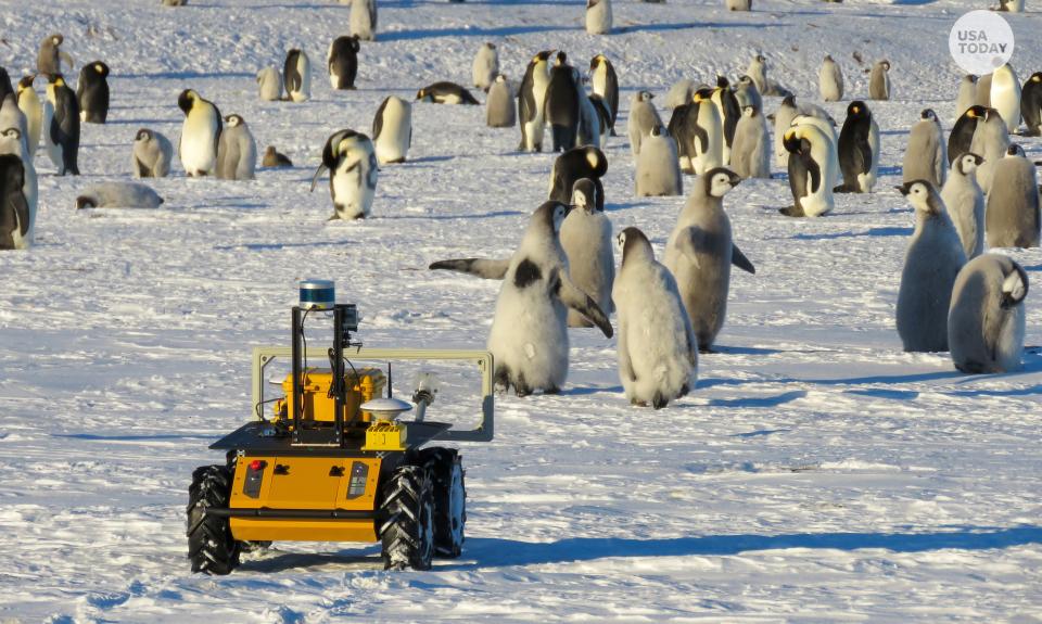 Robot joins Emperor penguin waddle in Antarctica, helps scientists capture data