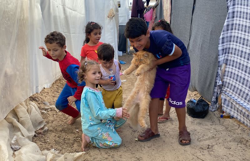 Three cats bring scintilla of joy to displaced children in Gaza