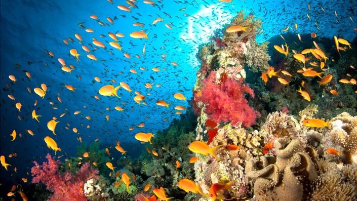 Coloridos peces nadan alrededor de un próspero arrecife de coral en el Mar Rojo frente a Egipto