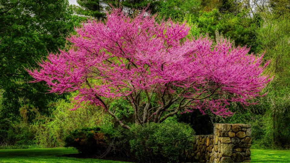 Best backyard trees