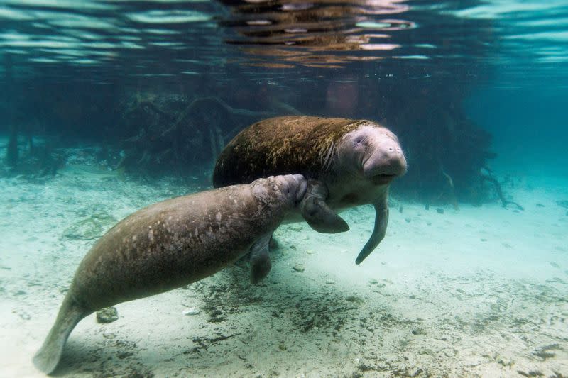 FILE PHOTO: A manatee calf nurses from its mother inside of the Three Sisters Springs in Crystal River