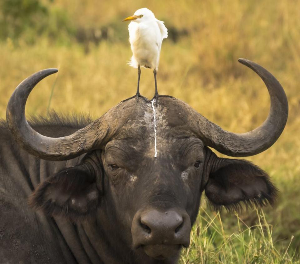 <p>Un pájaro de pie sobre la cabeza de un toro no sigue las normas comunes de higiene. (<i>Tom Stables/Barcroft Media</i>)</p>