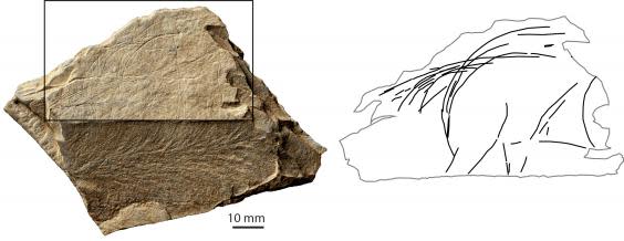 A depiction of the rear part of a wild horse, found at the Jersey site. Around 13,000-13,500 BC. The photograph shows a plaque fragment – and the many lines/images engraved on it. The drawing simply isolates the depiction of the horse, so that one can see it as an individual animal (S Bello/Natural History Museum)