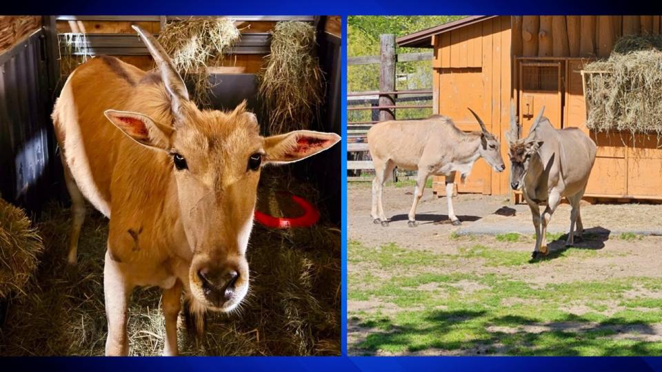 Mary the Eland antelope and her mate, George.