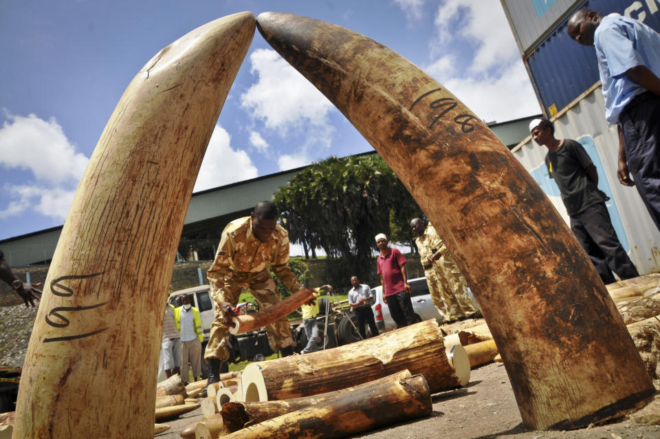 FILE - In this Tuesday, Oct. 8, 2013 file photo, Kenyan officials display some of more than 1,600 pieces of illegal ivory found hidden inside bags of sesame seeds in freight traveling from Uganda, in Kenya's major port city of Mombasa, Kenya. A Kenyan court sentenced a Chinese man Tang Yong Jian on Tuesday, Jan. 28, 2014 to seven years in jail, or a fine of about US$230,000, for ivory smuggling in the first case since the country passed a stringent new law to deter illegal trading in wildlife products. (AP Photo, File)