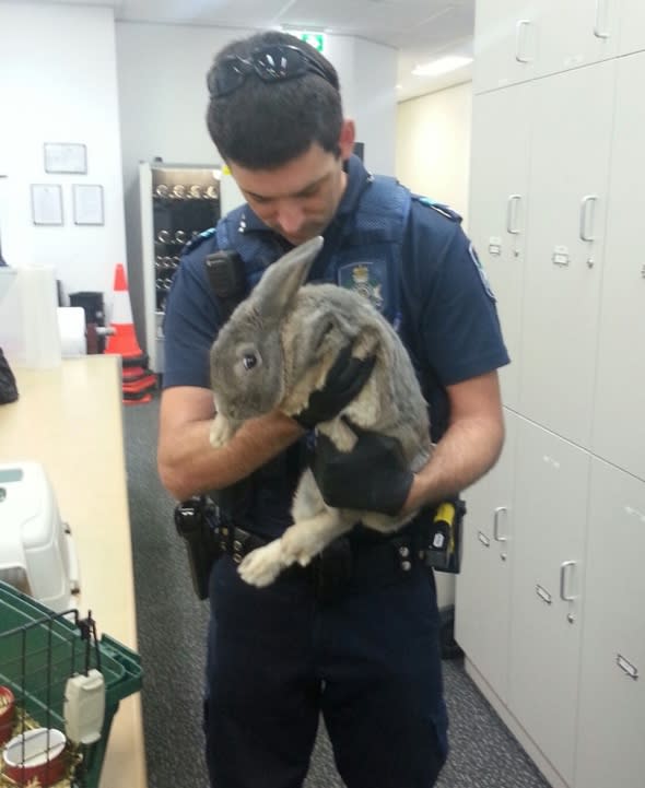 Rabbit seized in Australia after owners pretend it's a guinea pig