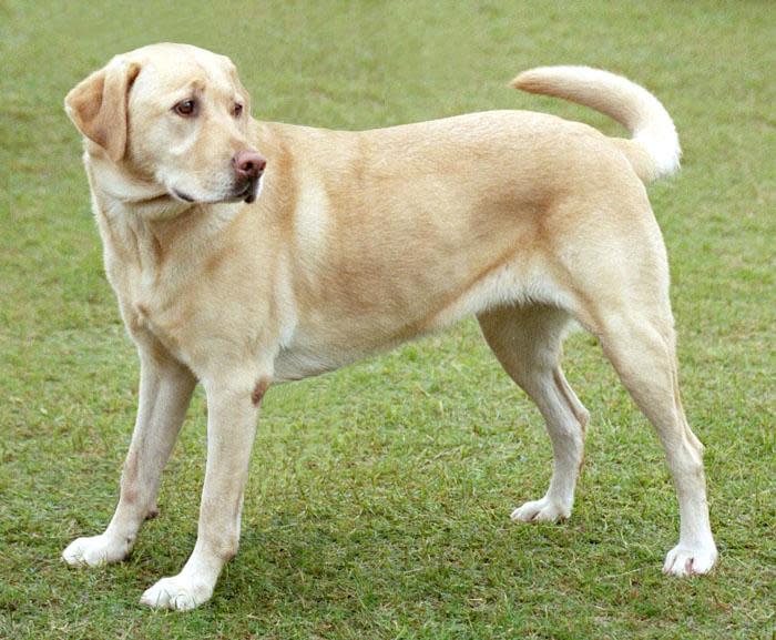 Detector Dogs