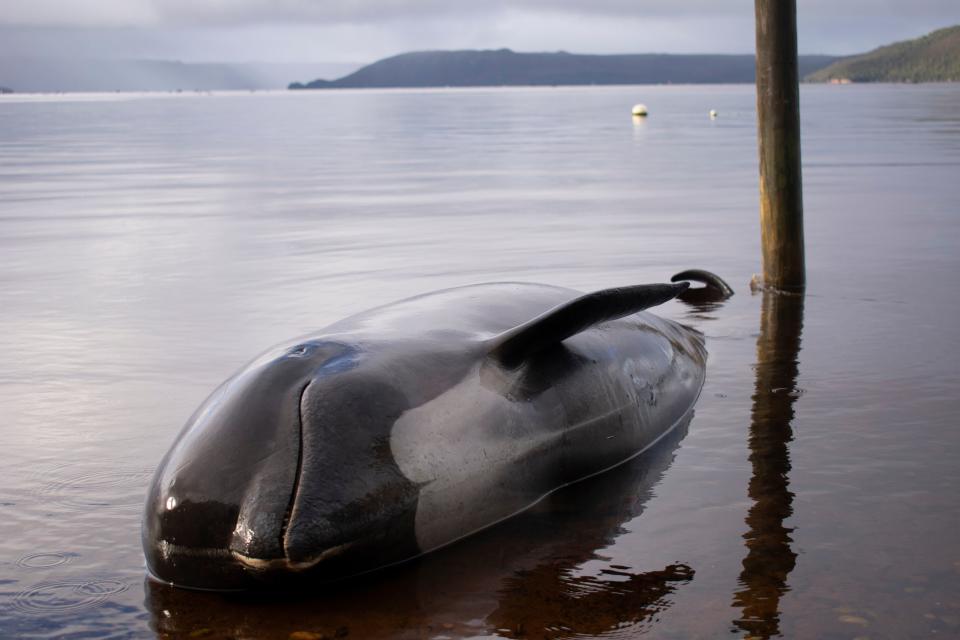 A pilot whale, one of at least 380 stranded that have died, is seen washed up in Macquarie Harbour on Tasmania's west coast on September 24, 2020. (Photo by MELL CHUN/AFP via Getty Images)