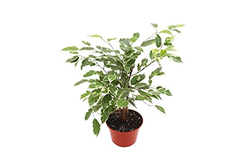 Ficus Benjamina Variegated - 6