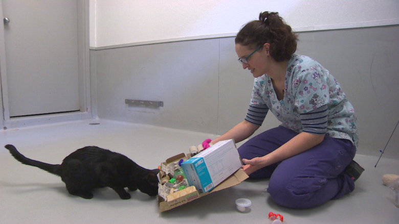 Don't touch that cat: Humane Society program focuses on felines' minds, not their cuddles