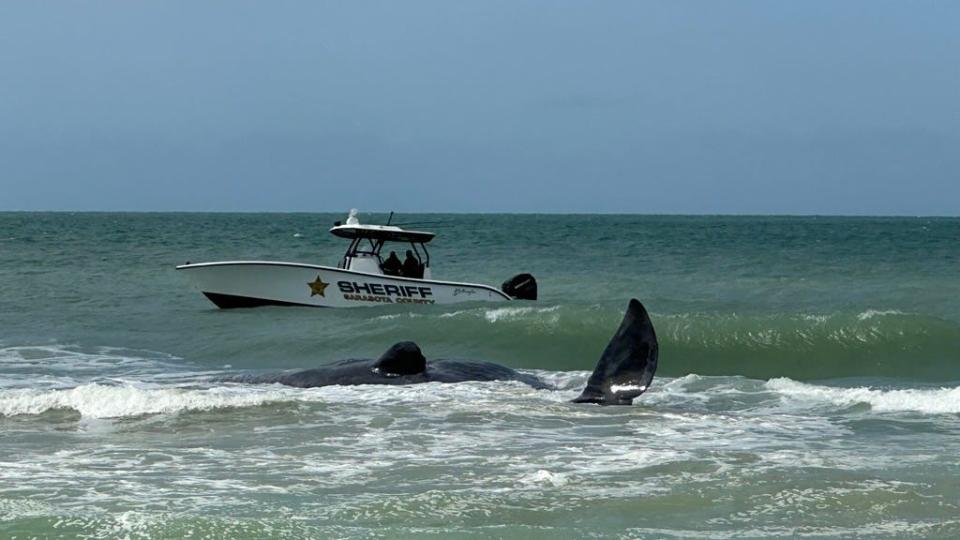 Sarasota County Sheriff's Office was one of several local marine patrol units that responded help assess the condition of a sperm whale beached 50 yards off of Service Club Park in Venice.