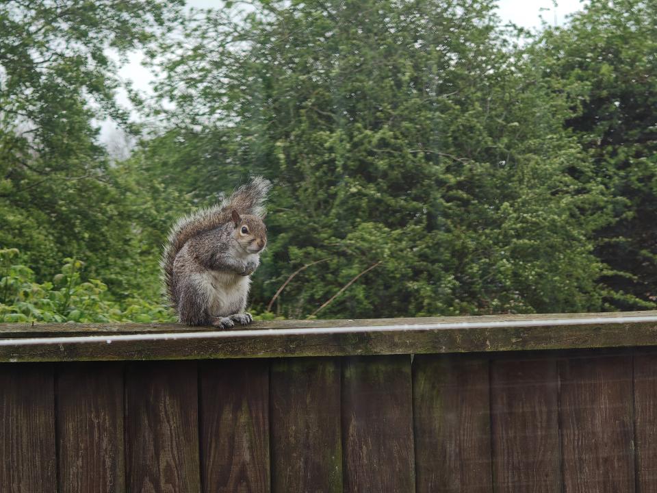 Squirrel sitting on top of a fence