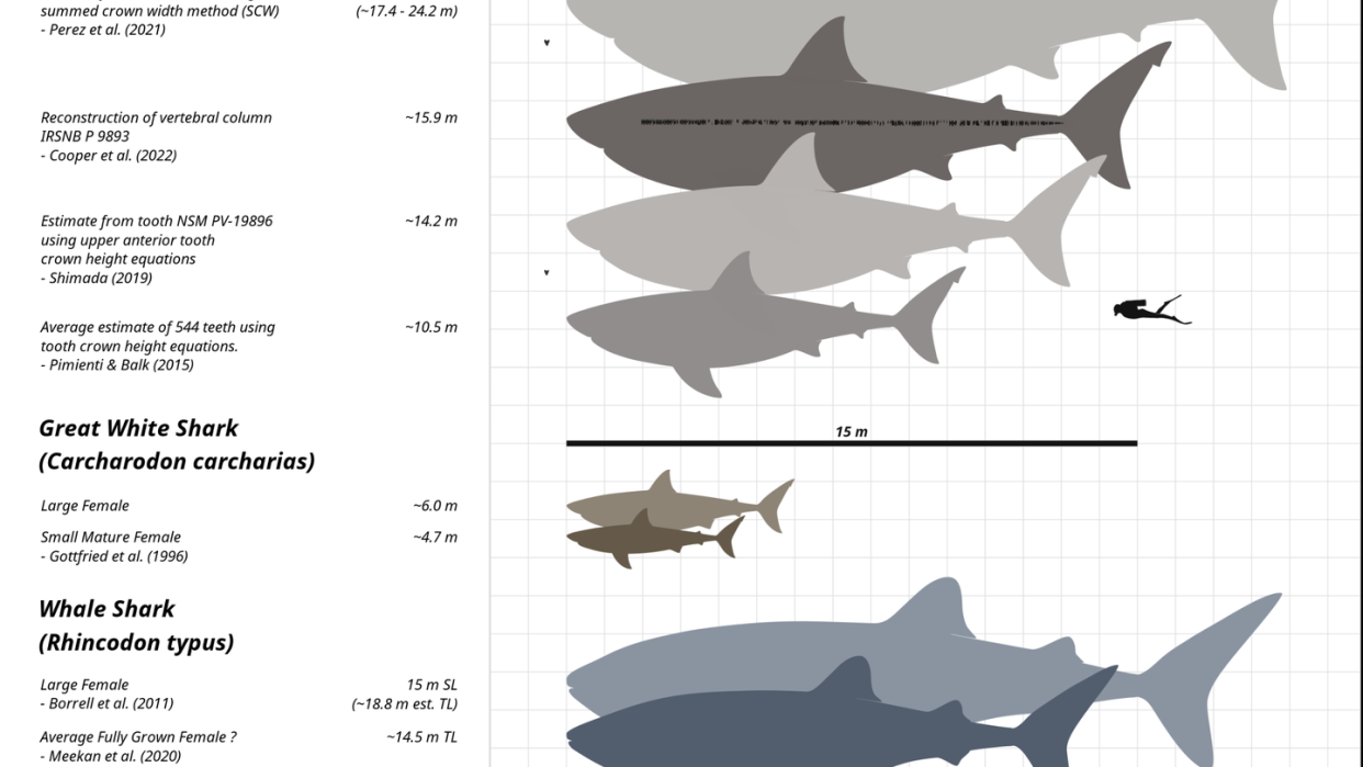 size comparison of megalodon to great white shark, whale shark, and a human