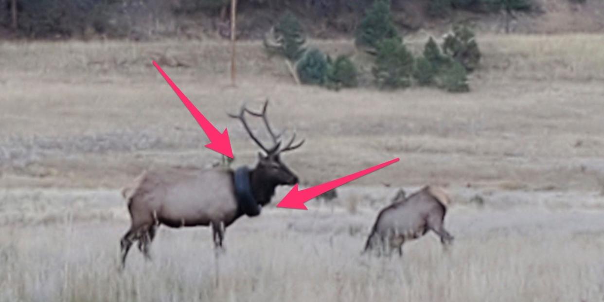 An elk wandering the hills in Colorado with a car tire around its neck