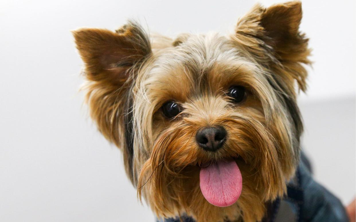 Overweight Male Yorkshire Terriers could see two years six months wiped off their lifespan  - TASS