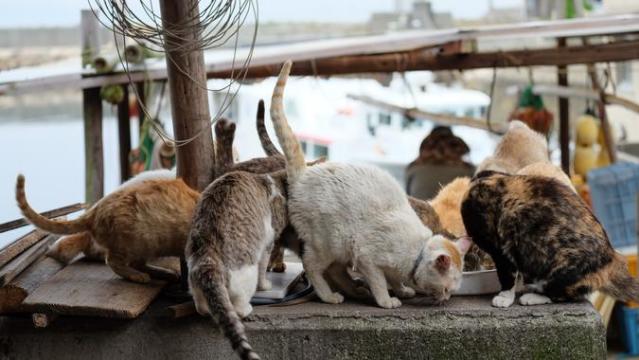 Japan Cat Island Aoshima Island High-Res Stock Photo - Getty Images