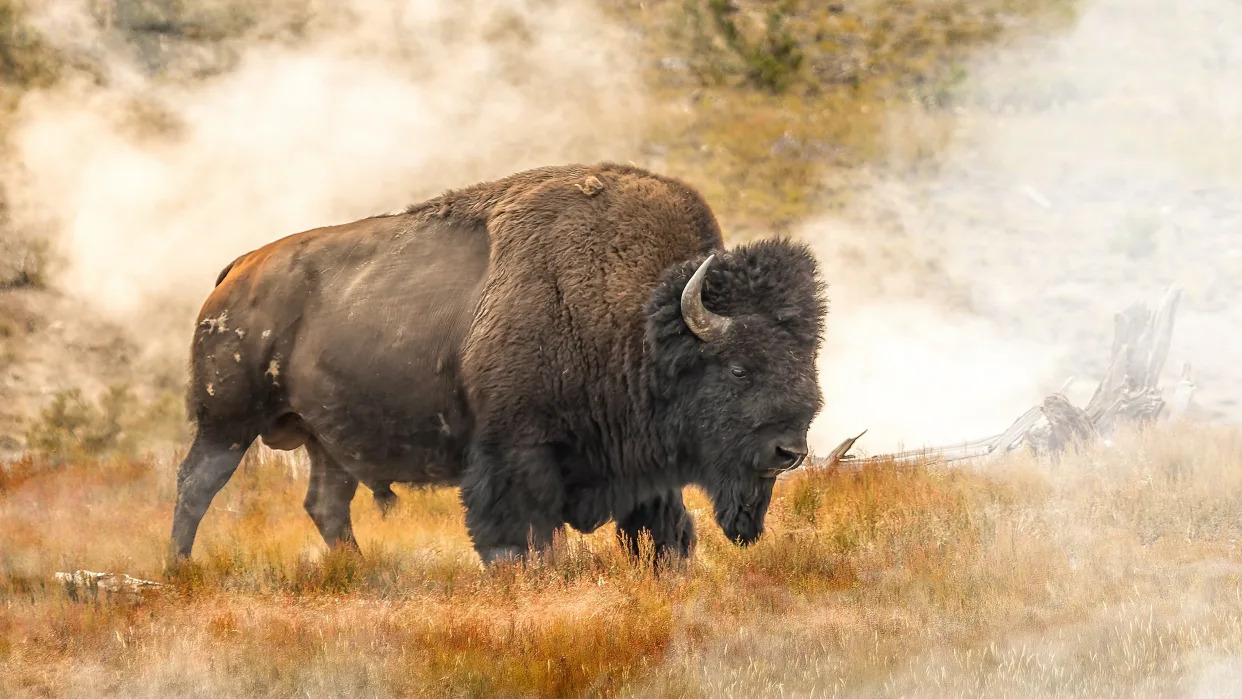  Bison in field in fall. 