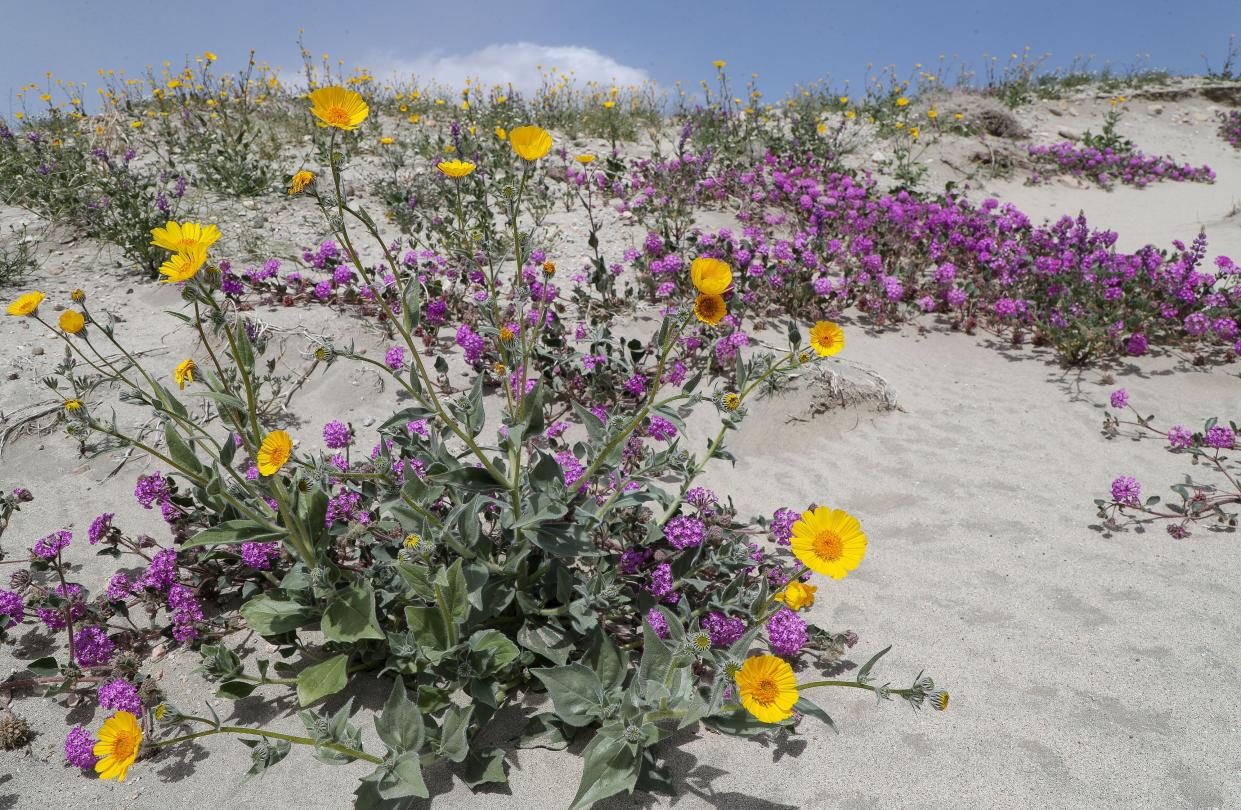 Just north of Cathedral City the hillsides show splashes of color.  The blooming flowers pictured here are mostly Desert sand verbena, but other varieties can be found too.  Edom Hill is located just north of Interstate 10 off Varner Road near Thousand Palms and the wildflowers can be seen for several miles along Varner Road.