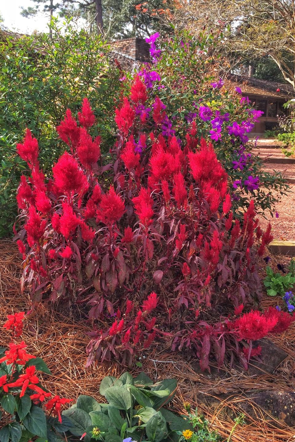 Celosia