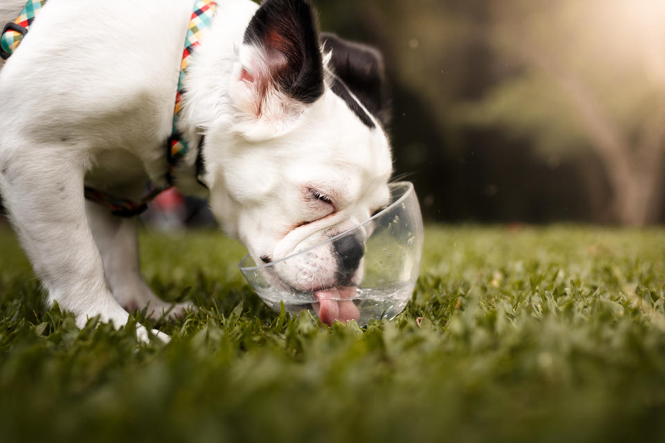 Flat-nosed dogs are particularly susceptible to dehydration. Source: Getty