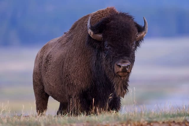 <p>Getty Images</p> A bison at Yellowstone National Park