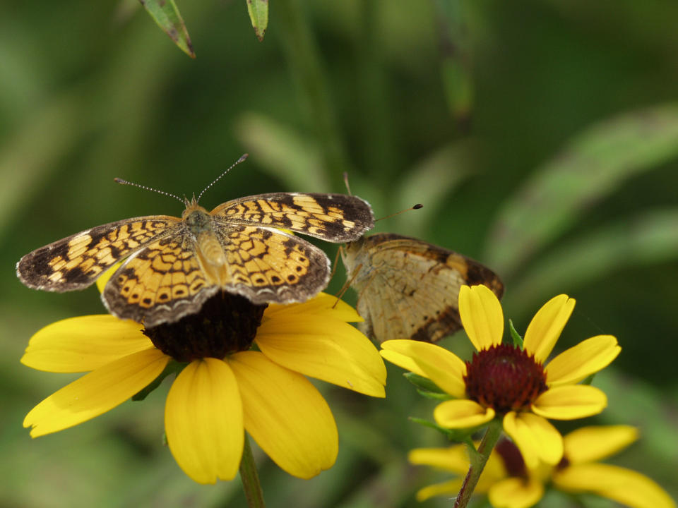 In this August 2006 photo provided by Iowa State University, a Phyciodes tharos butterfly is seen at Reiman Gardens, at Iowa State University in Ames, Iowa. (AP Photo/Iowa State University, Nathan Brockman)