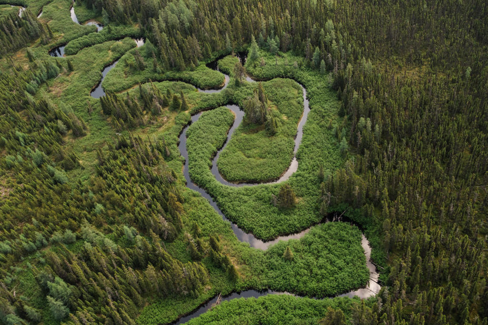 Una parte del bosque boreal en el norte de Quebec, Canadá, el 14 de junio de 2023. (Renaud Philippe/The New York Times)
