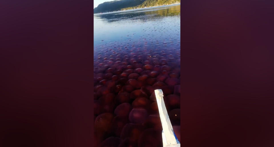 La falta de actividad turística en la zona ha hecho proliferar a estos animales marinos. (Crédito: Facebook/AlimarAmor)