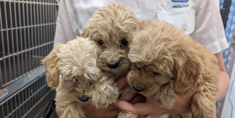 rspca rescue 20 puppies abandoned in a crate in a layby