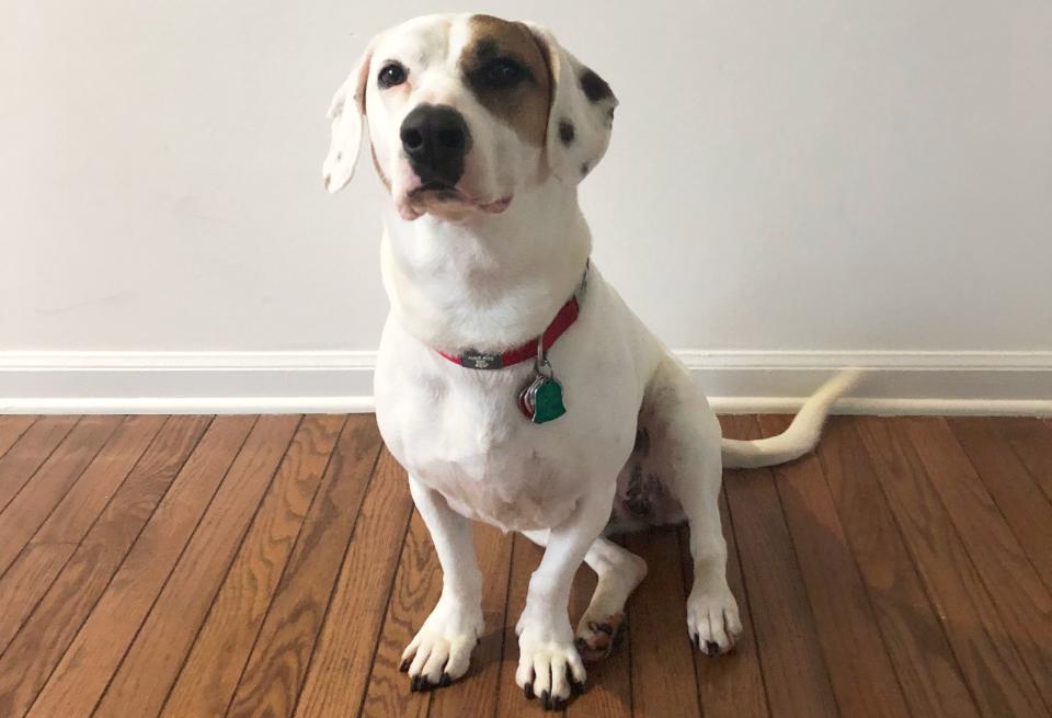 My dog April tried two dog DNA test kits, Embark and Wisdom Panel. (Photo: Danielle Gonzalez x HuffPost)