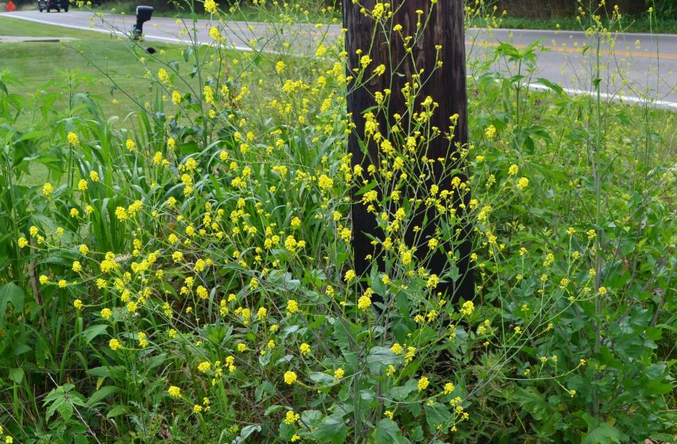 The entire mustard plant is edible in all stages of its growth.