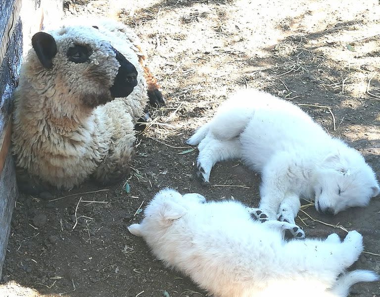 Se genera una convivencia con las ovejas