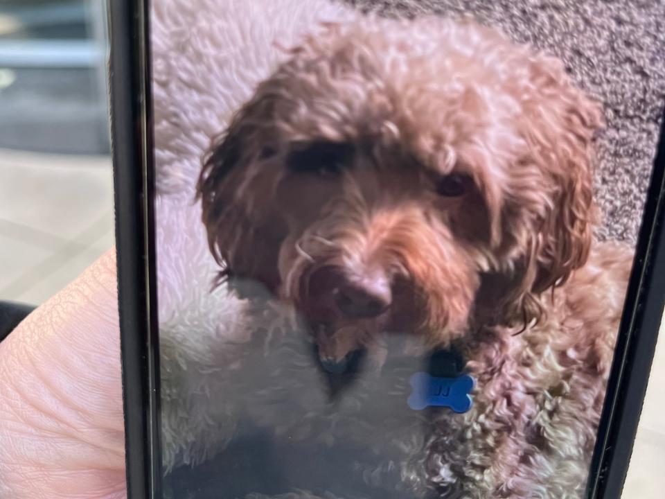 Golden doodle named JJ after JJ Vallow