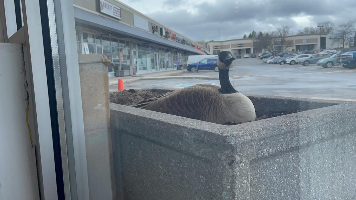 The geese nested in a concrete planter in front of a carpet store on Hazeldean Road. This photo was taken from inside the business on April 24. (Joseph Tunney/CBC - image credit)