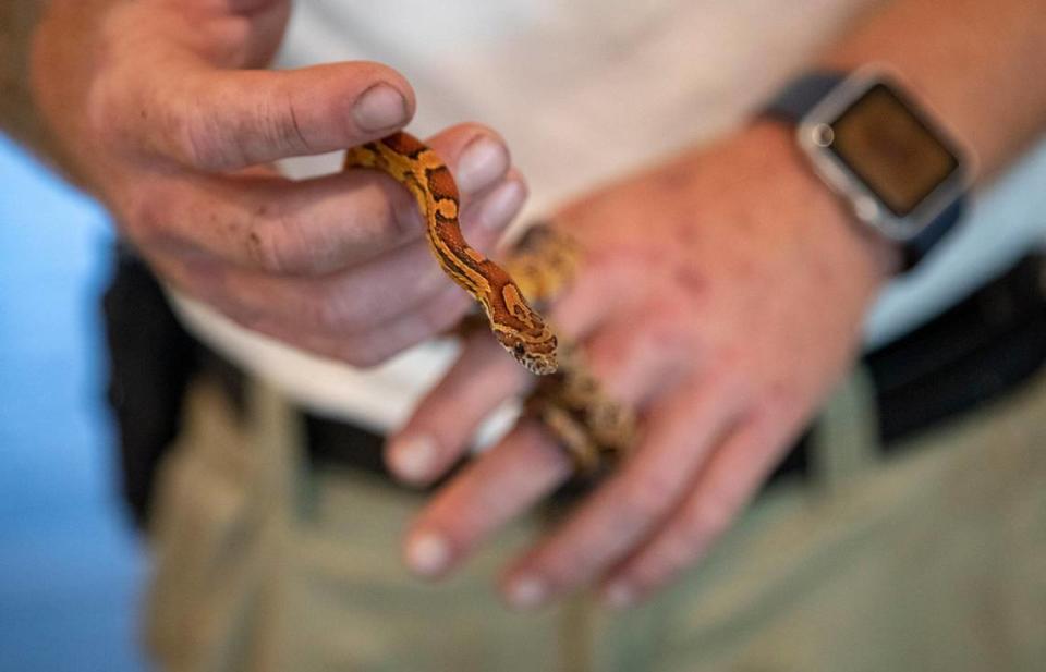 Hayden Cavender, Russell Cavender’s son, holds a Corn snake Wednesday afternoon at his father’s home.