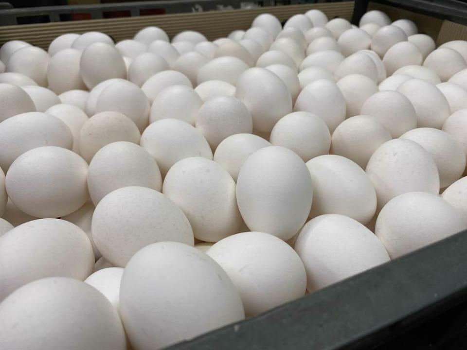 有民眾因在臉書社團PO出自己買到綠蛋的照片，引發熱議，竟遭農業部提告。（示意圖／中時資料照／李柏澔攝）