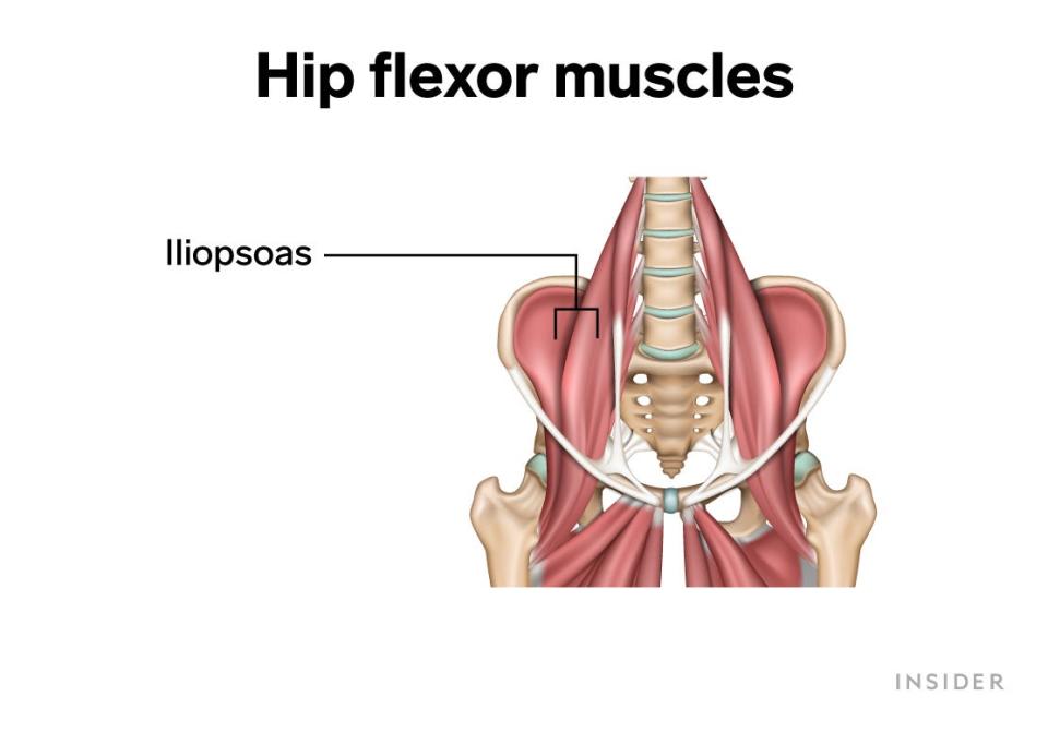 hip flexor muscles