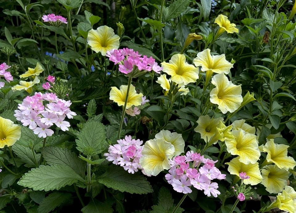 The Garden Guy paired Superbena Pink Cashmere with this year’s new Supertunia Saffron Finch petunia.