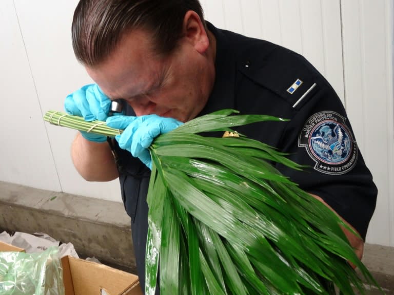 An agent with US Customs and Border Protection inspects flowers, mainly from Colombia, which exports nearly 700 million flowers to the US for Valentine's Day