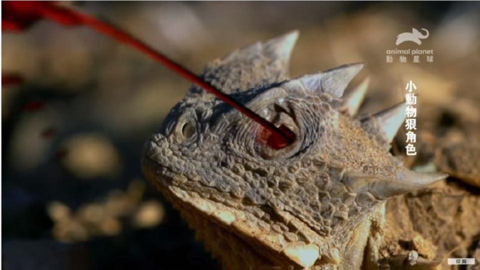 專家發現有「迷你酷斯拉」稱號的大角蜥，牠的眼睛可以噴出毒血防禦掠食者攻擊。(圖／翻攝自動物星球頻道YouTube)