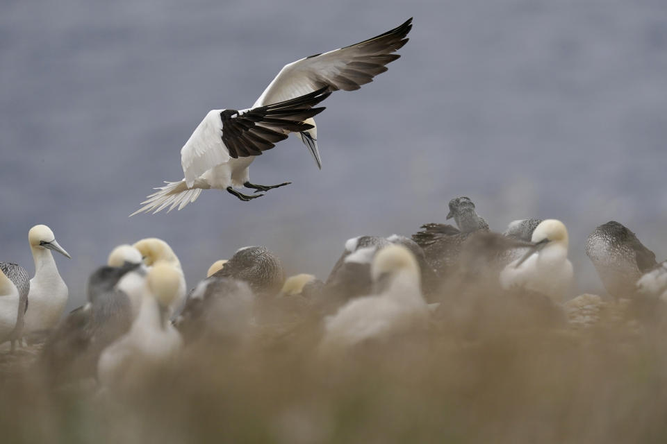 A northern gannet lands among the colony on Bonaventure Island in the Gulf of St. Lawrence off the coast of Quebec, Canada's Gaspe Peninsula, Tuesday, Sept. 13, 2022. The small island is close to shore and home to over 100,000 gannets in the breeding season, making them the world's second largest northern gannet colony. (AP Photo/Carolyn Kaster)